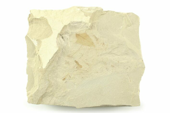 Fossil Leaf and Ant Plate - Green River Formation, Utah #360293